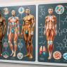 Prolactin and trestolone acetato: what to watch for